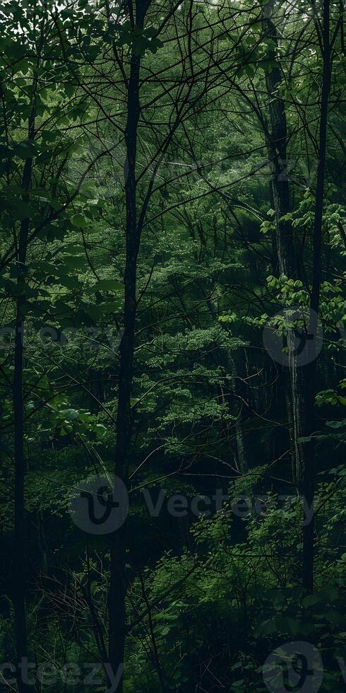 Diverse Lush Greenery photo