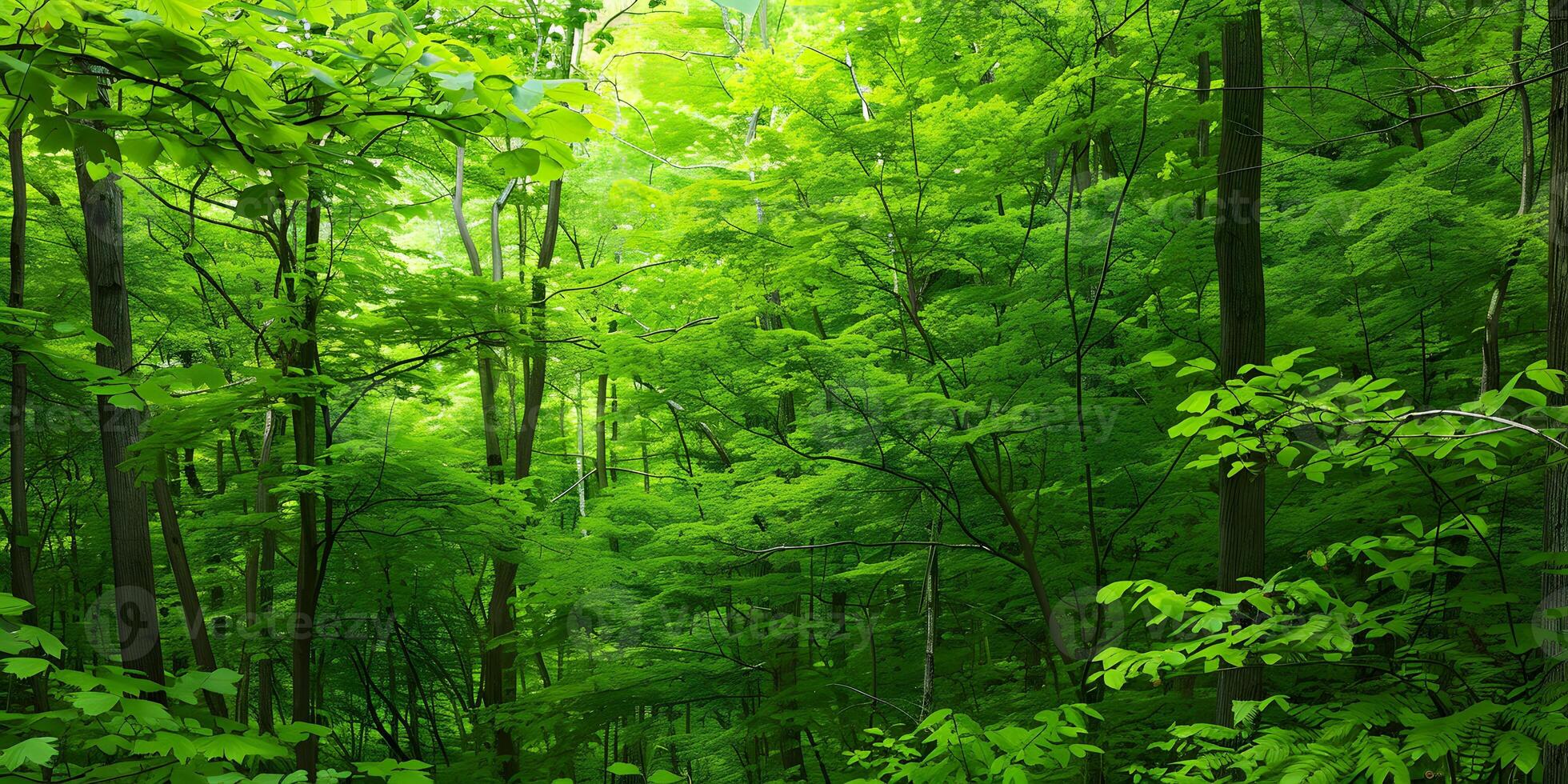 Serene Forest Landscape photo