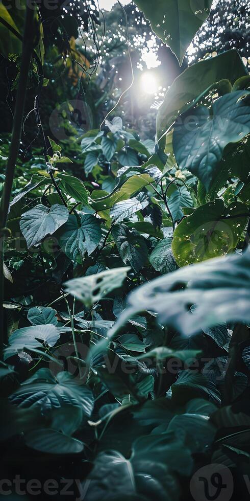 Serene Sunlit Woodland photo