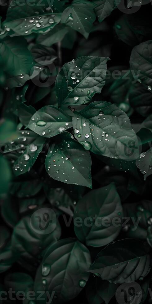 Sparkling RainKissed Leaves photo