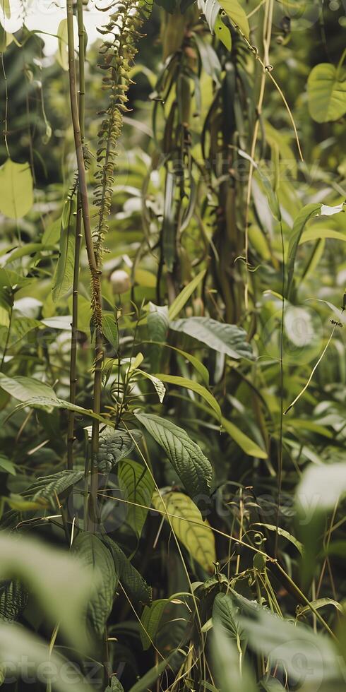 Invasive Species Infestation photo