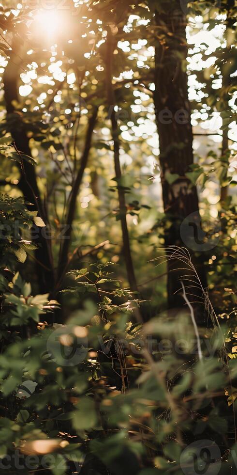 Sunlit Green Forest photo