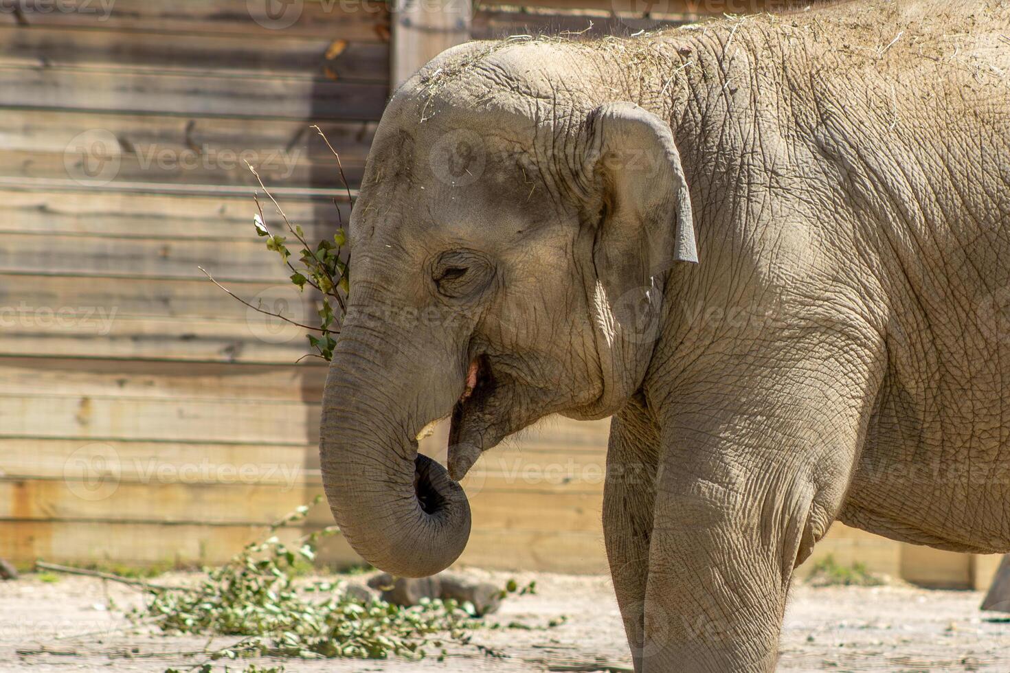 Baby Indian Elephant Playing with a Tree Branch photo