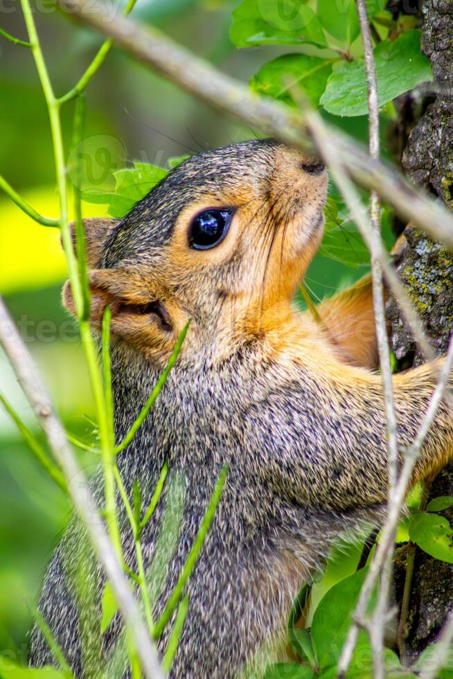 Fox Squirrel on a Tree Close Up Vertical photo