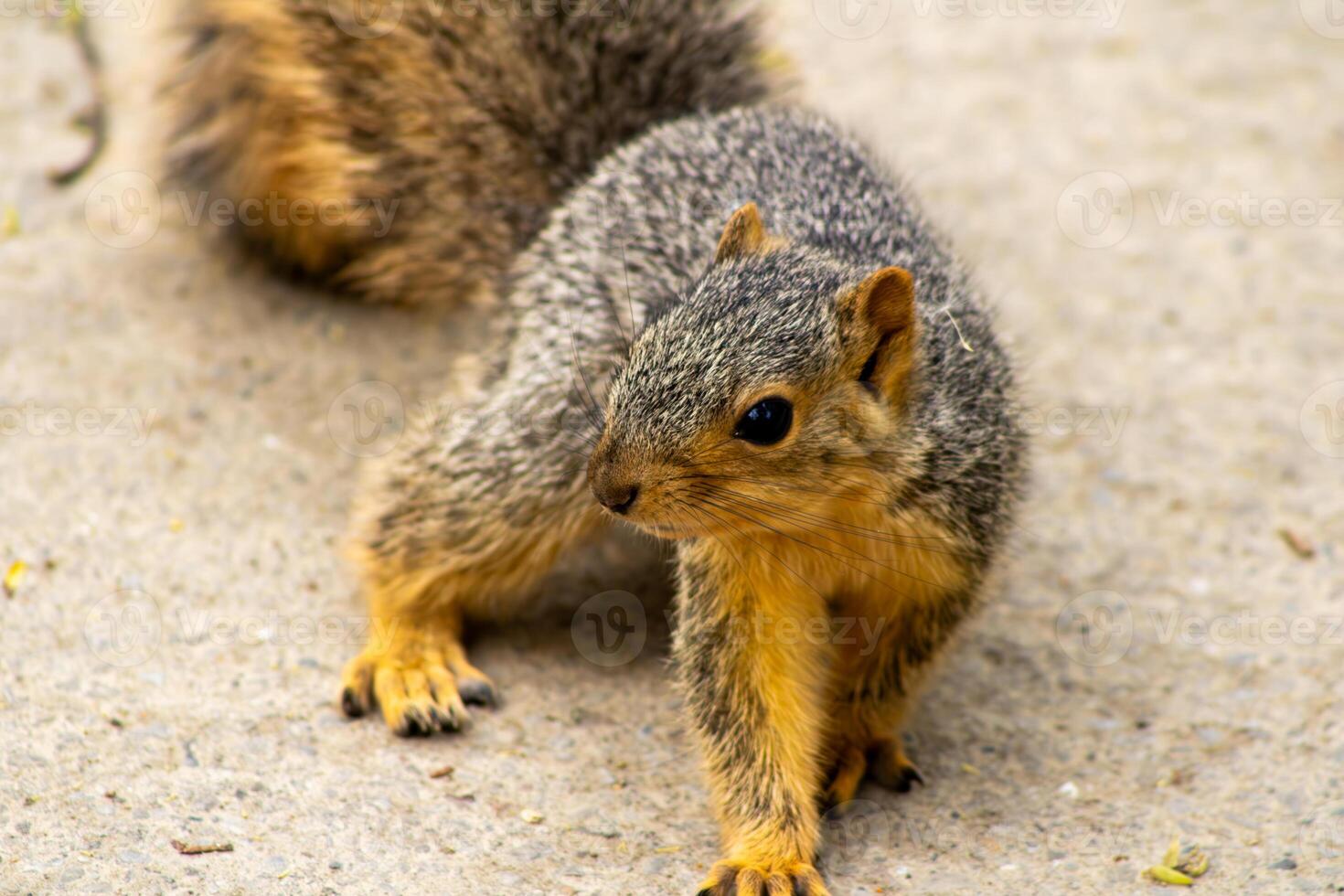 Fox Squirrel on Walking Path Looking at Camera photo