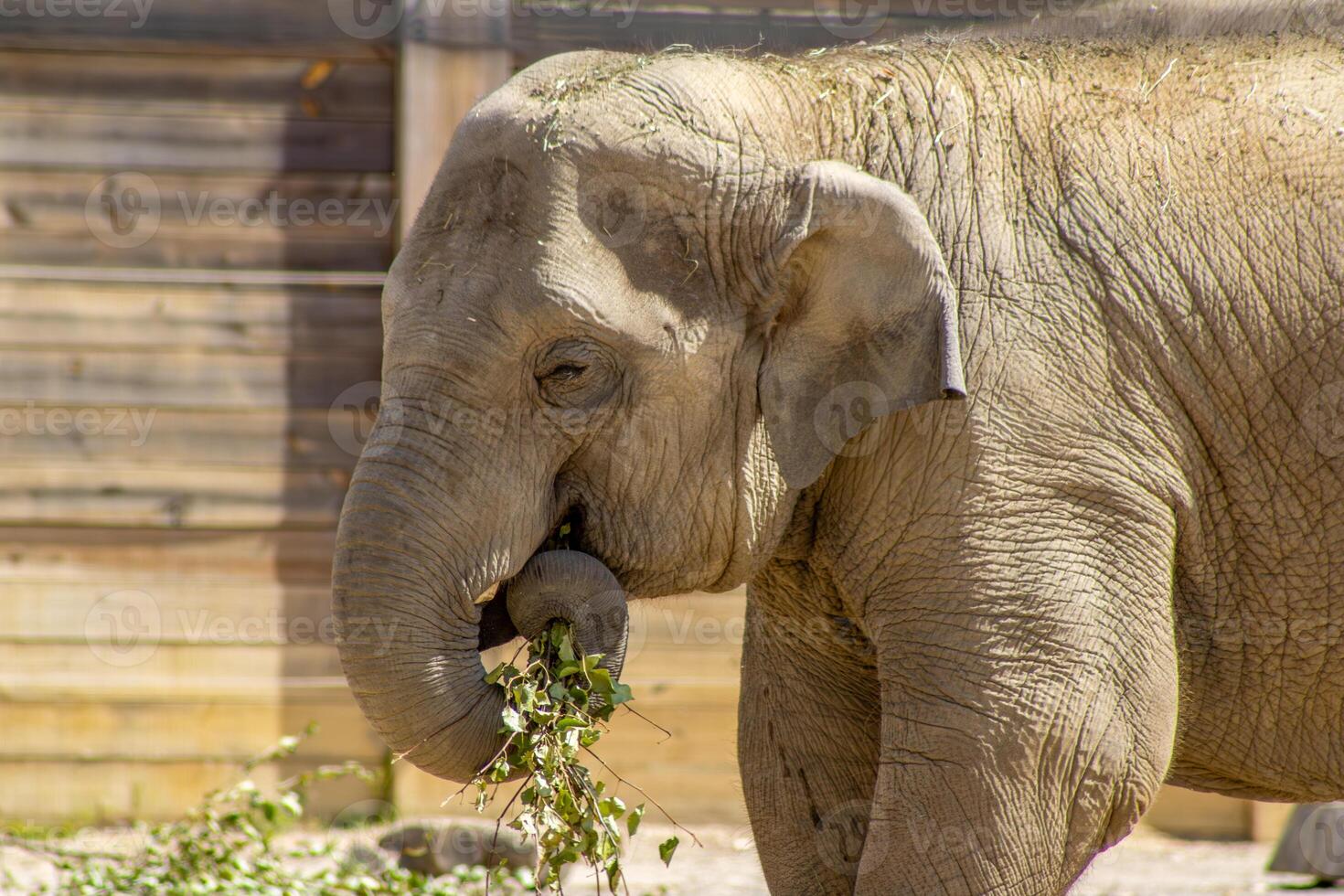 Baby Indian Elephant Eating a Tree Branch photo