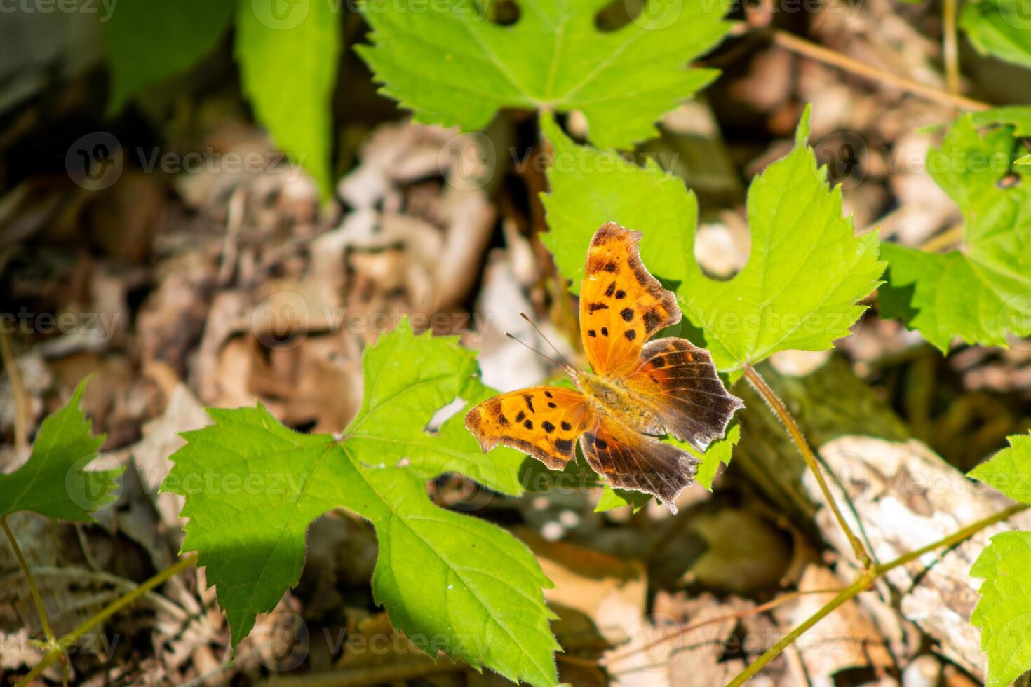 Question Mark Butterfly Resting on a Leaf photo