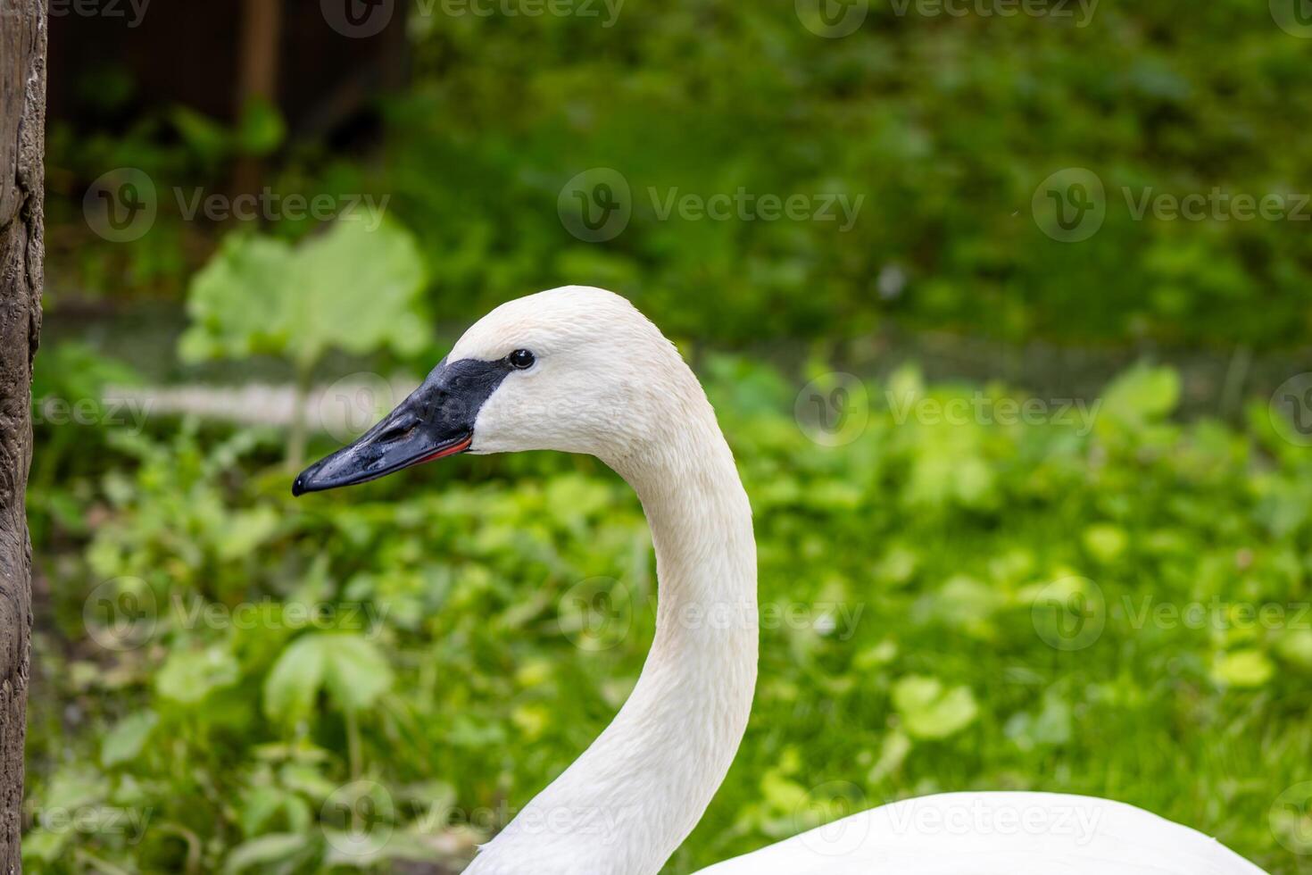 Trumpeter Swan Portrait photo