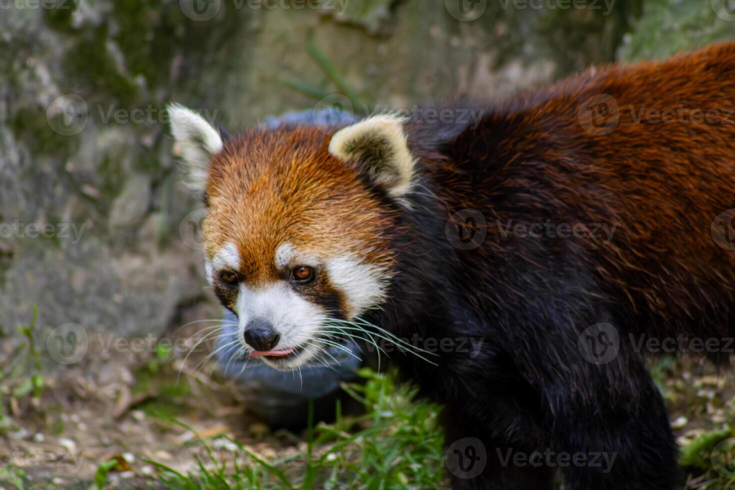Red Panda Close Up Portrait photo