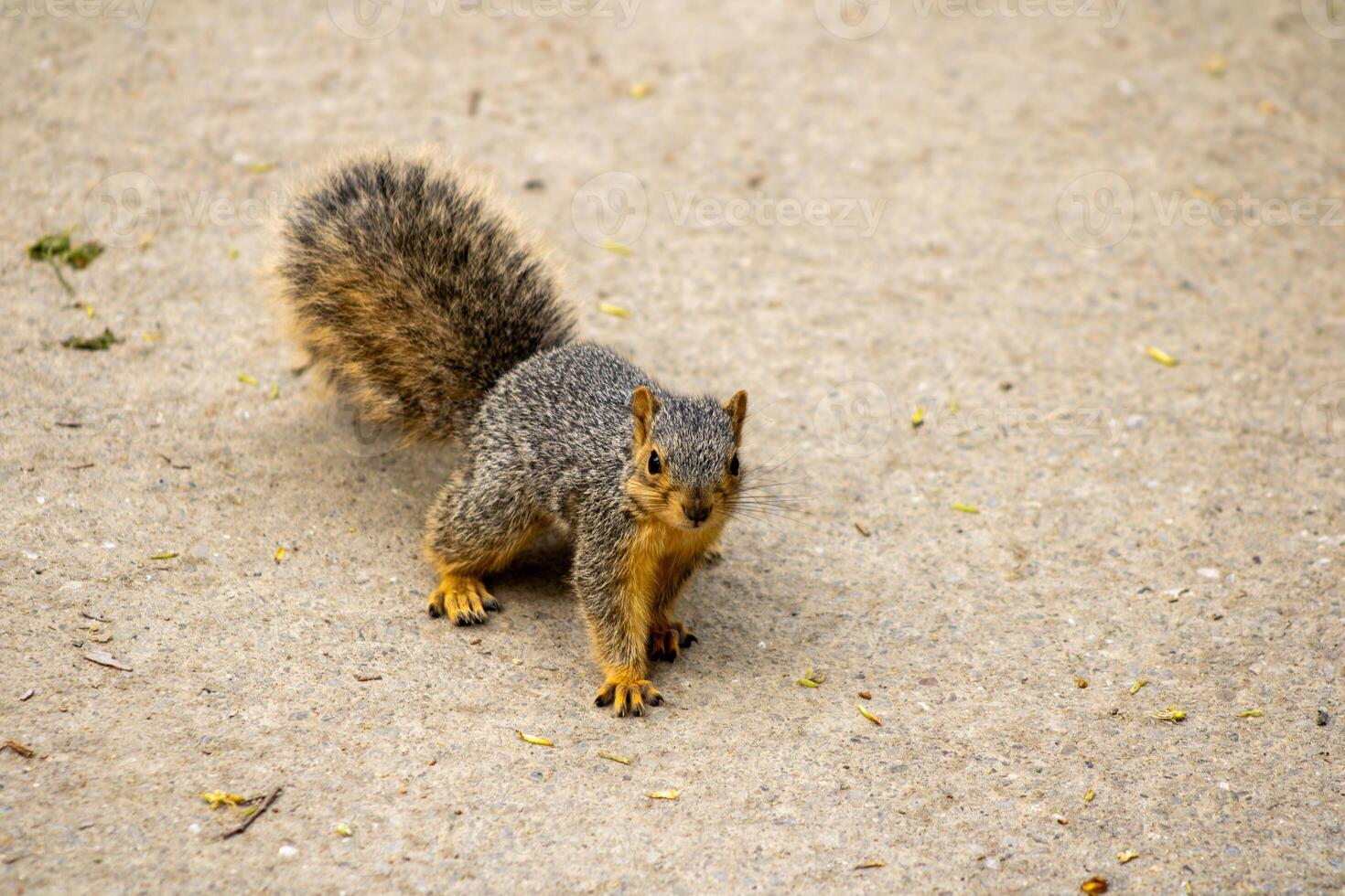 Fox Squirrel on a Walking Path photo
