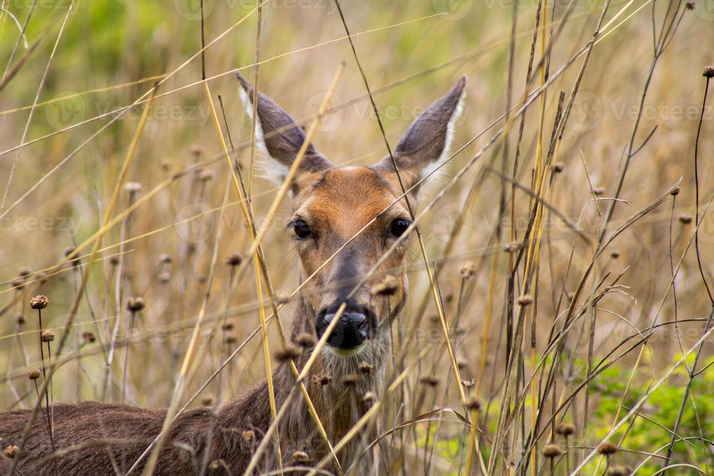 White-Tailed Deer Hiding in Bushes photo