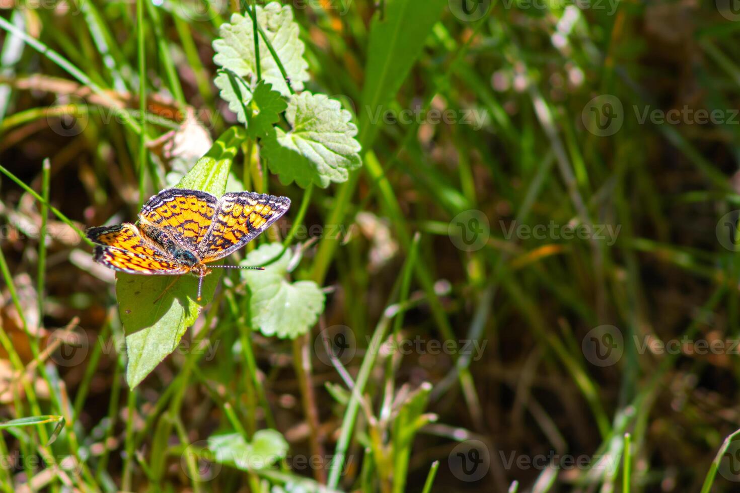 Pearl Crescent Butterfly Resting on a Leaf photo