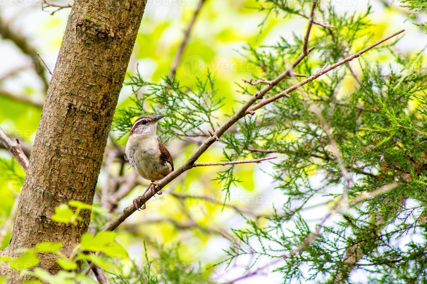 Carolina Wren Sitting on a Branch photo