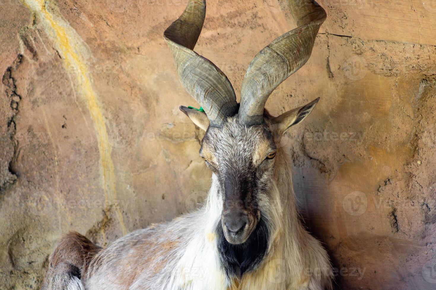Bukharan Markhor Sitting Against a Rock Wall photo