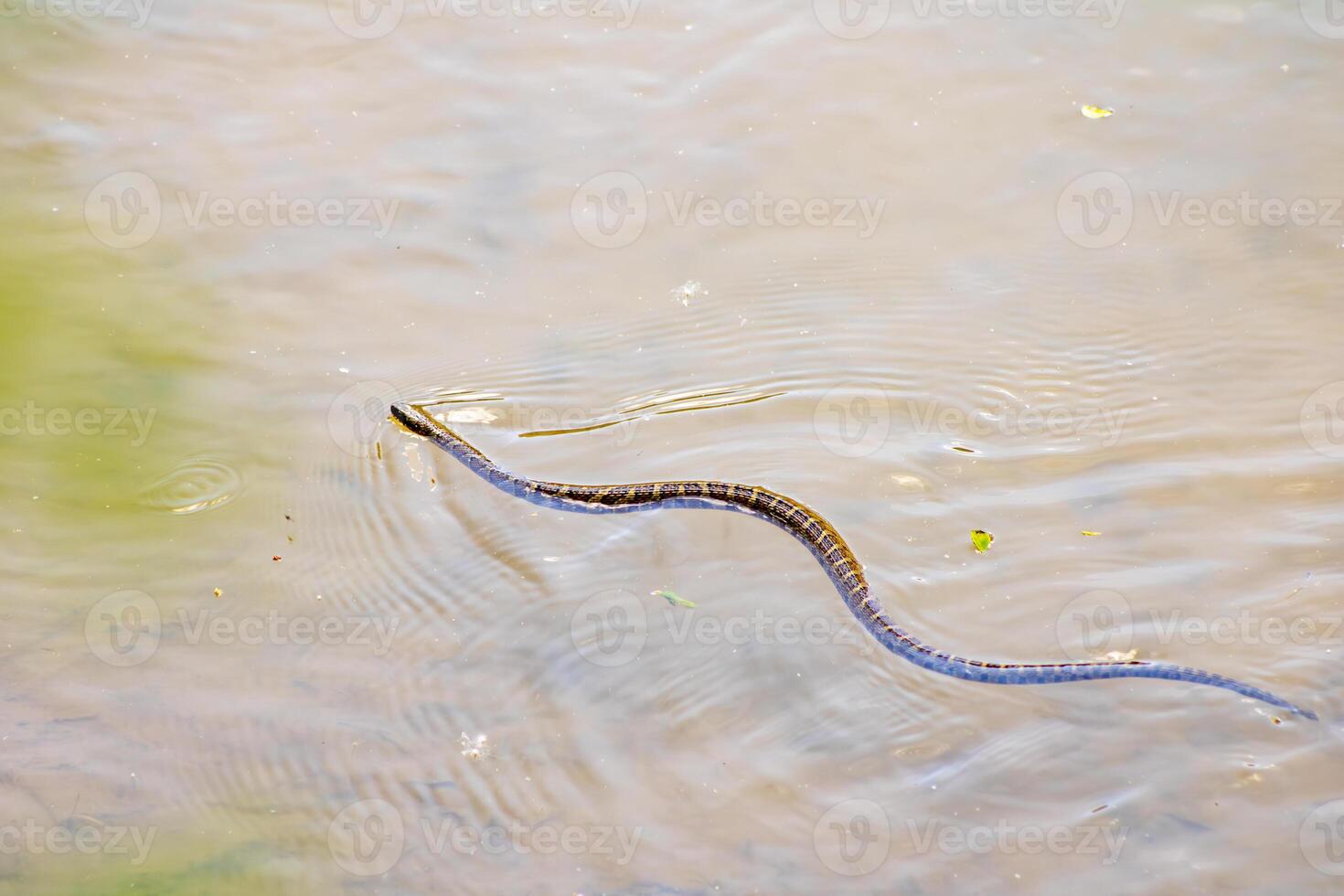 Water Snake Swimming in a River photo