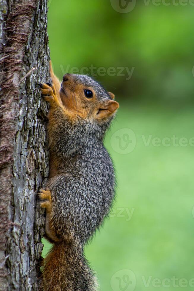 Fox Squirrel on the Side of a Tree photo