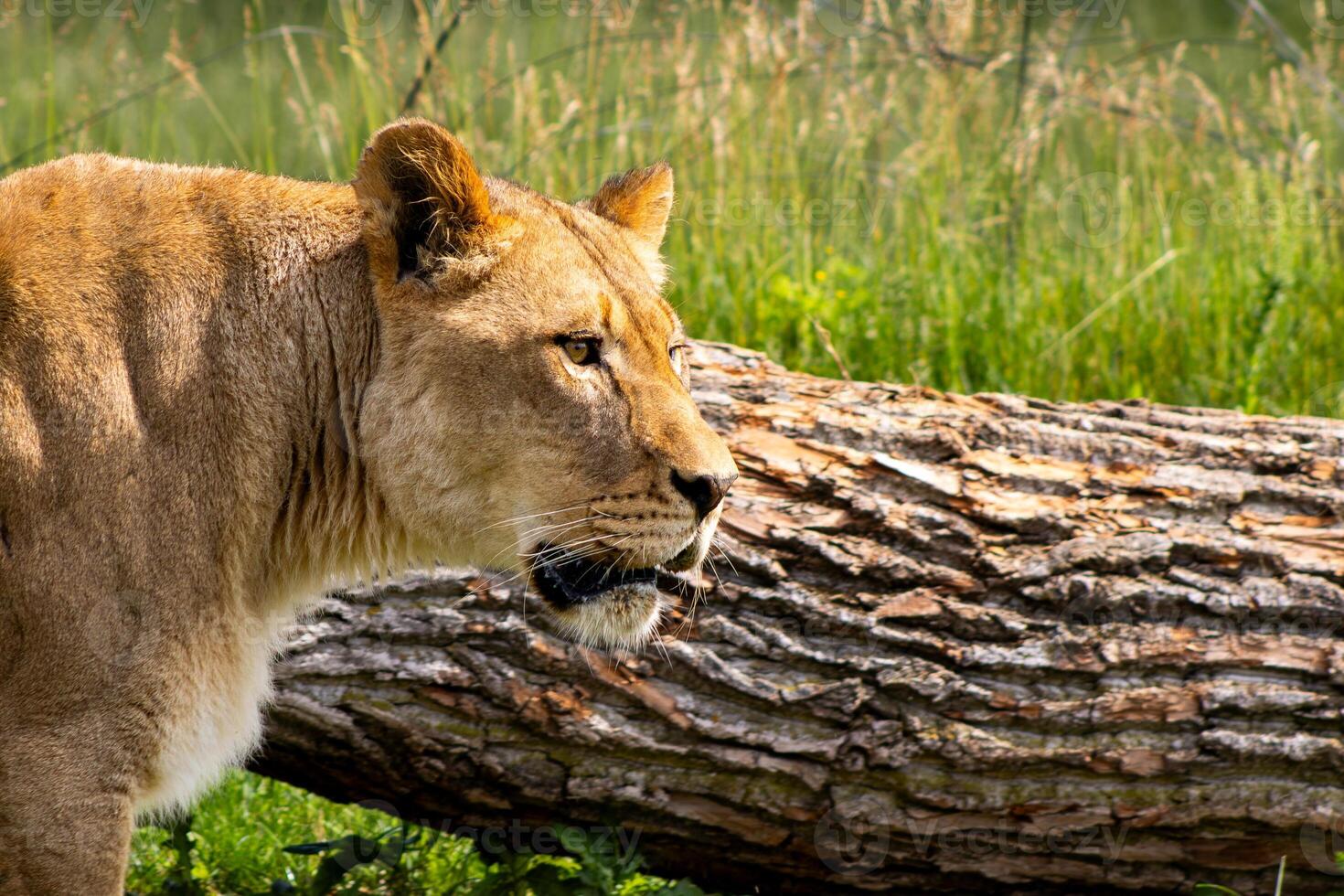 Lioness Walking in Front of a Log photo