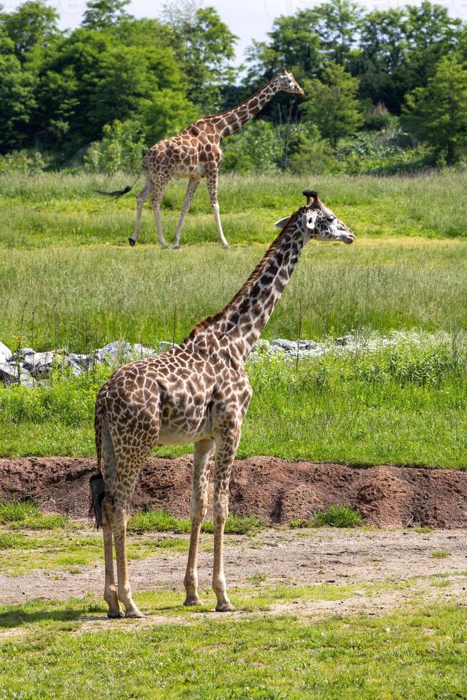Masai and Reticulated Giraffes on Savanna photo