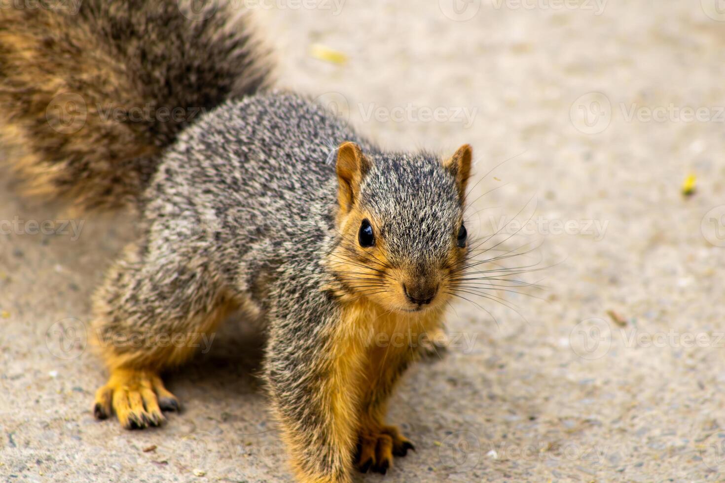 Fox Squirrel on a Walking Path Close Up photo