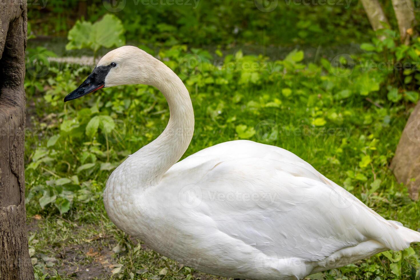 Trumpeter Swan Standing in Grass photo