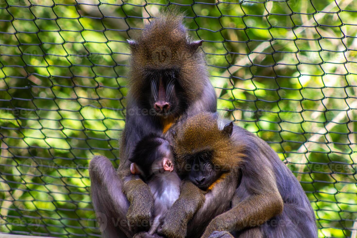 Mandrill Monkey Family with Infant photo