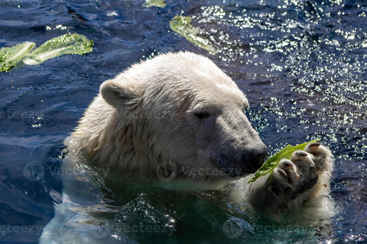 Polar Bear Eating Lettuce Leaves photo
