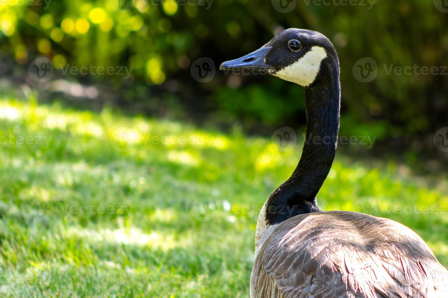 Canadian Goose Portrait photo