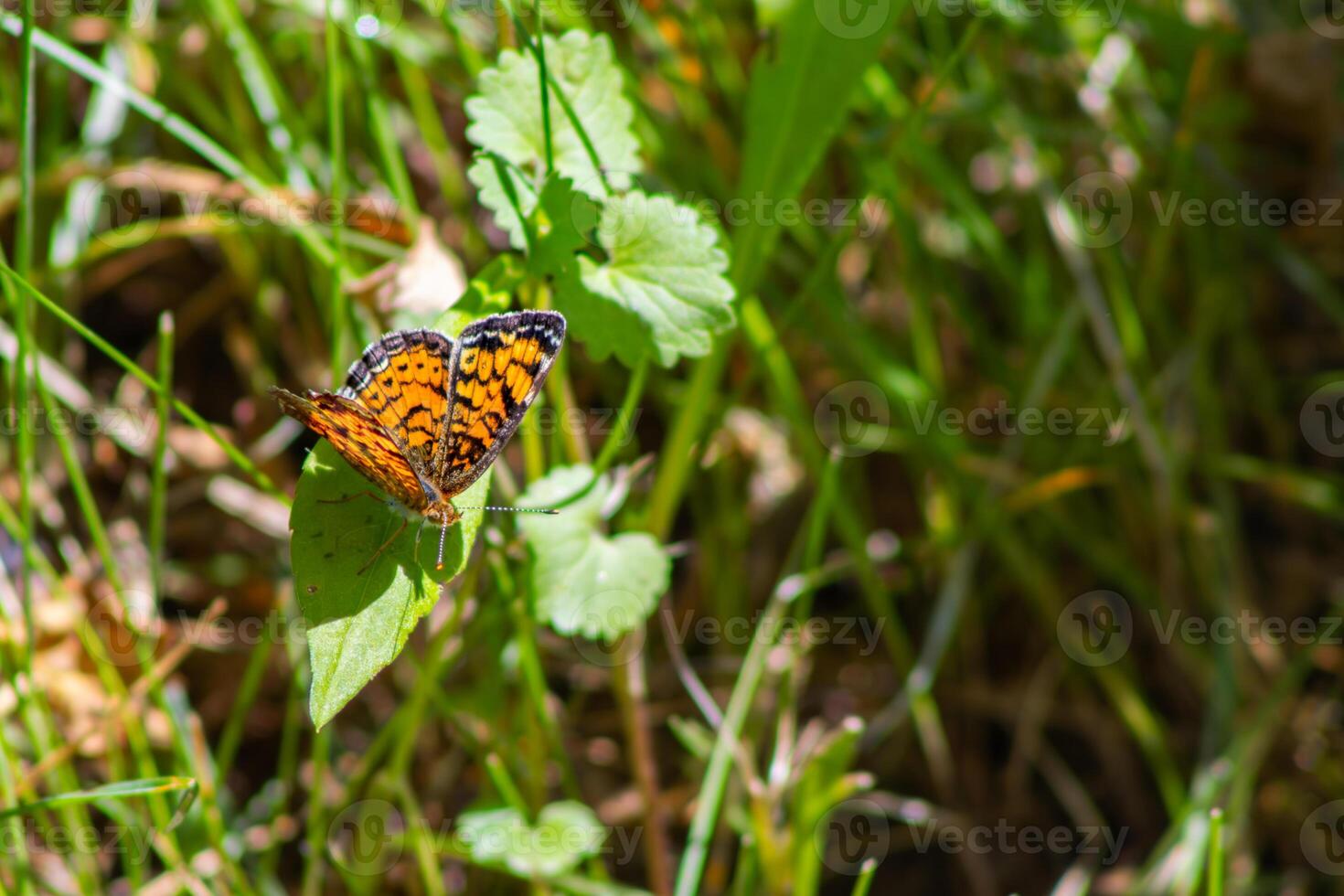 Pearl Crescent Butterfly on Leaf photo