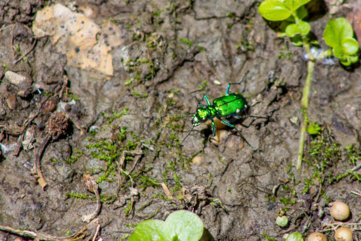 Six-Spotted Tiger Beetle in Mud photo