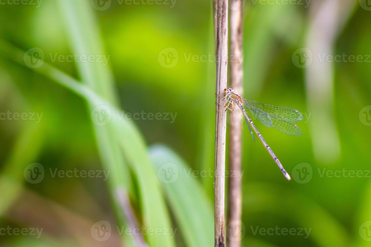 Damselfly Resting on a Stick photo