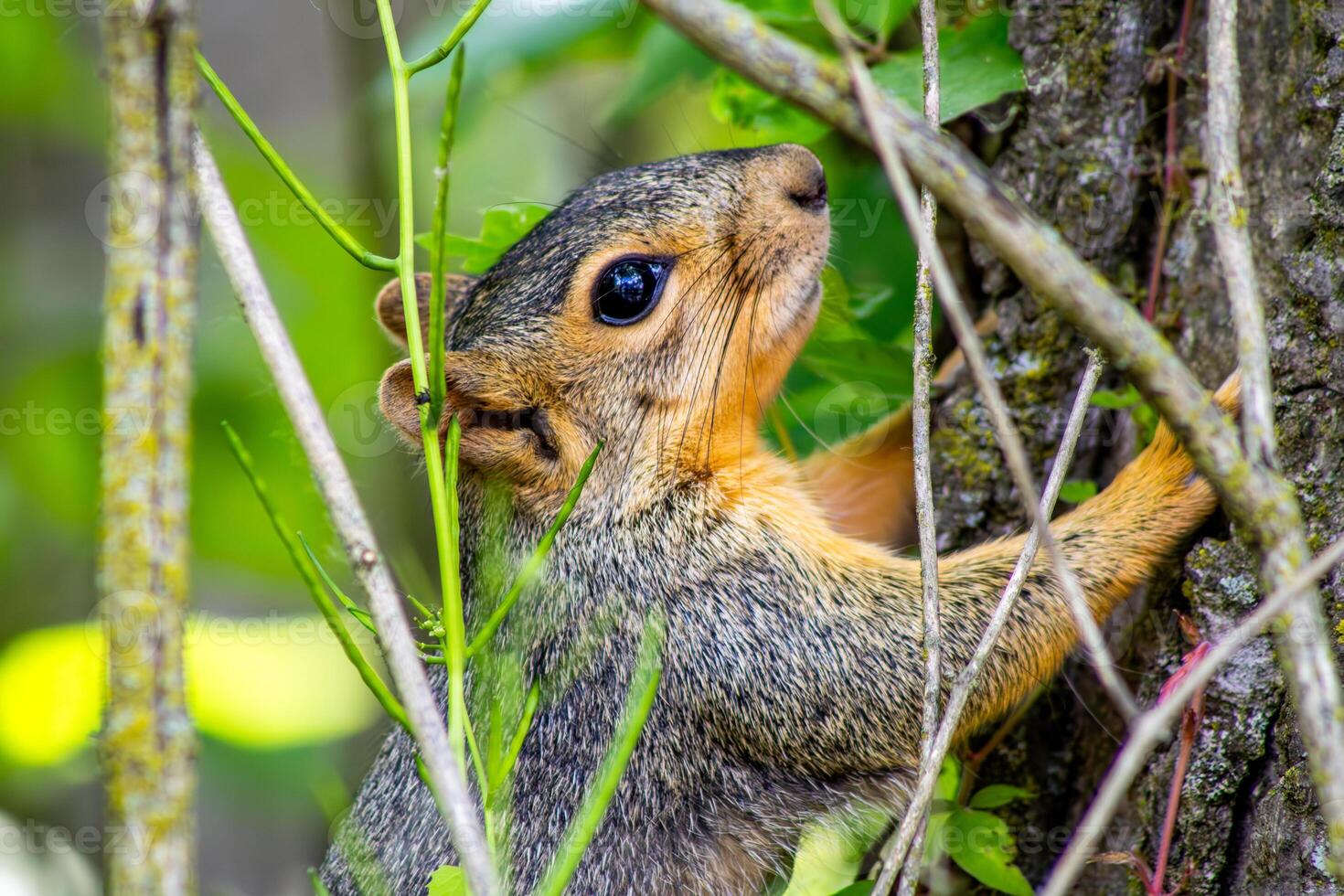 Fox Squirrel on a Tree Close Up photo