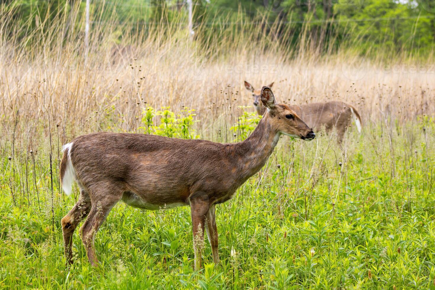 White-Tail Deer in a Field photo