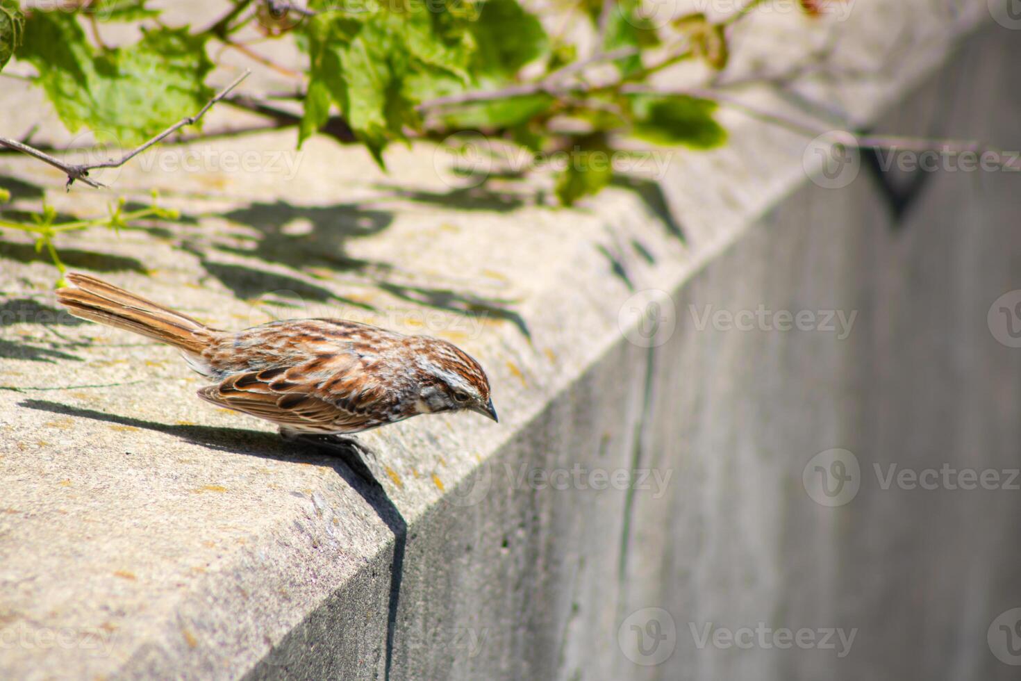 Sparrow Looking Over a Ledge photo