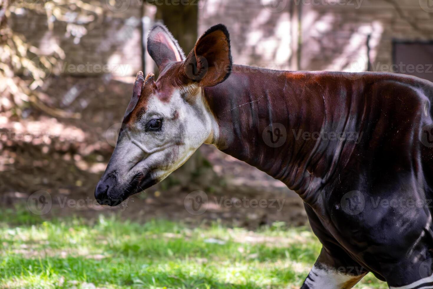 Okapi Walking in Grassy Area photo