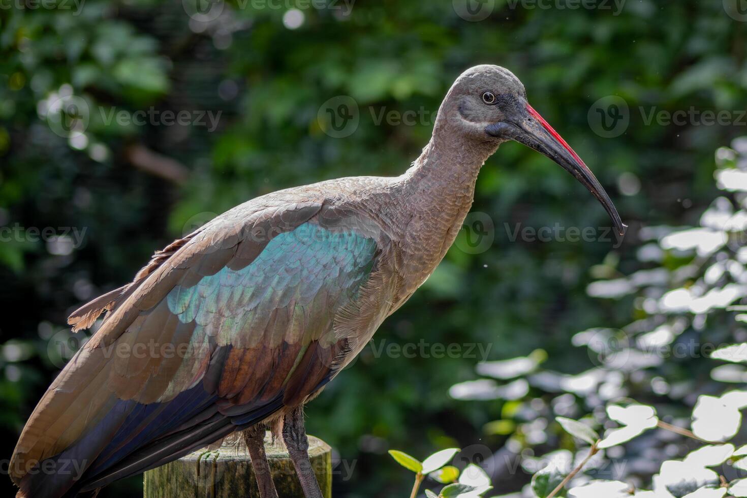 Hadada Ibis in Front of Foliage photo