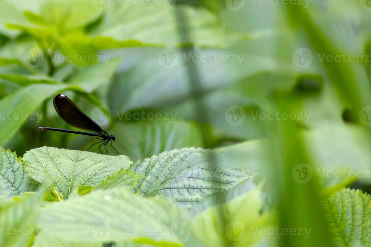 Damselfly Resting on a Leaf photo
