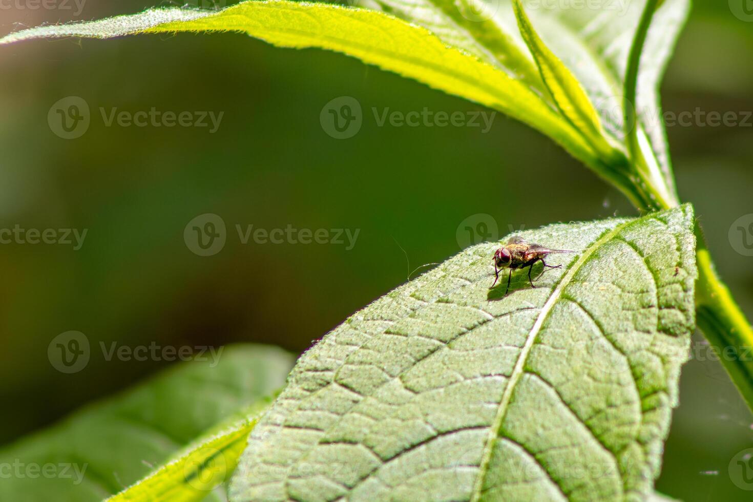Cluster Fly on Leaf photo