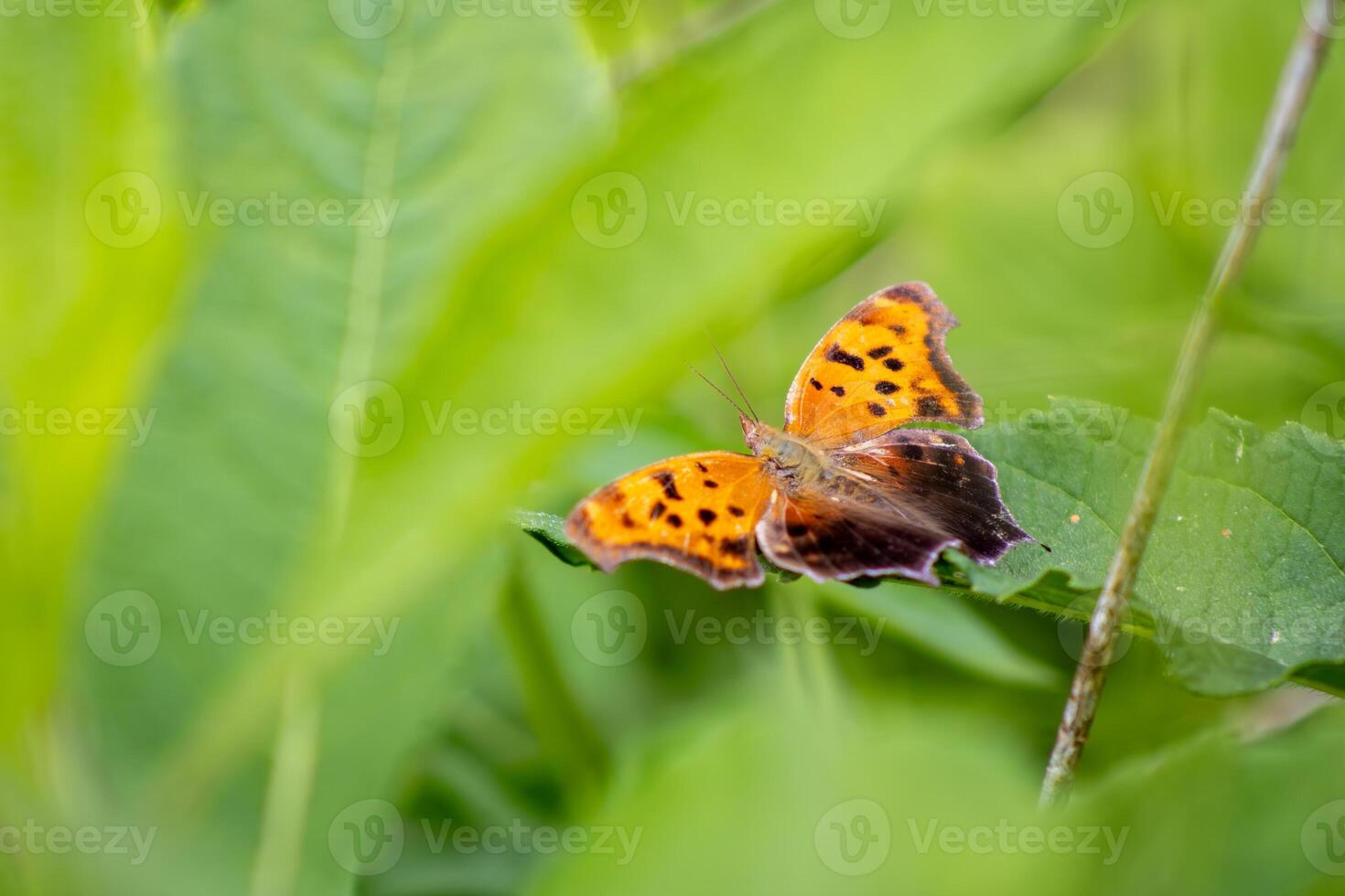 Comma Butterfly Resting in Foliage photo