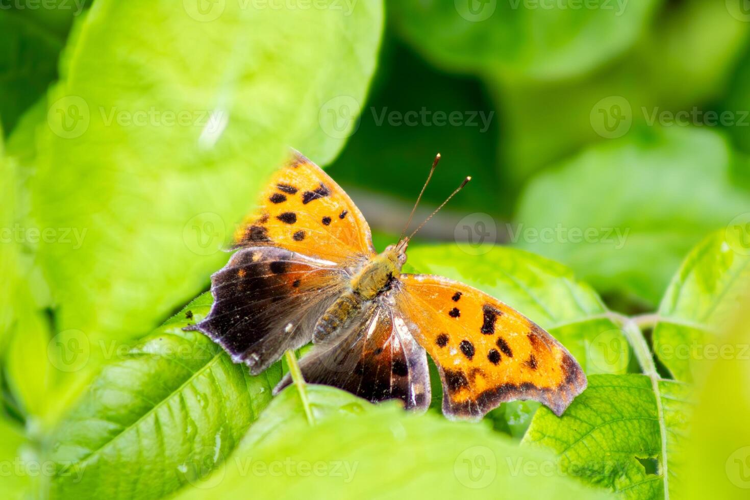 Gray Comma Butterfly Hiding in Foliage photo