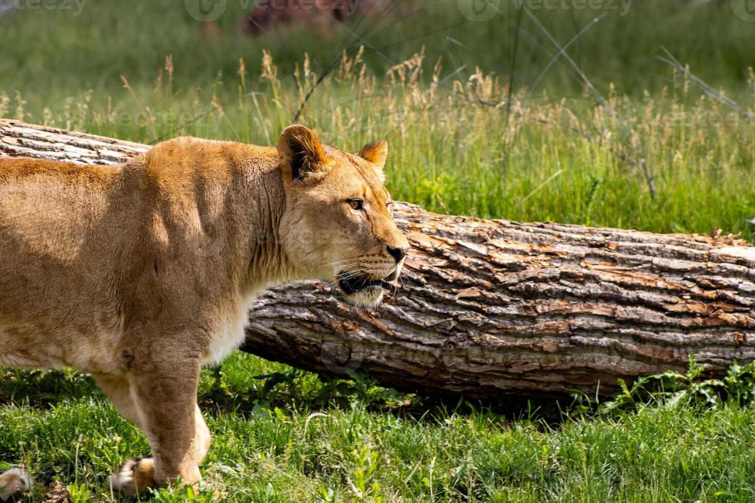 Lioness in Front of Fallen Tree photo
