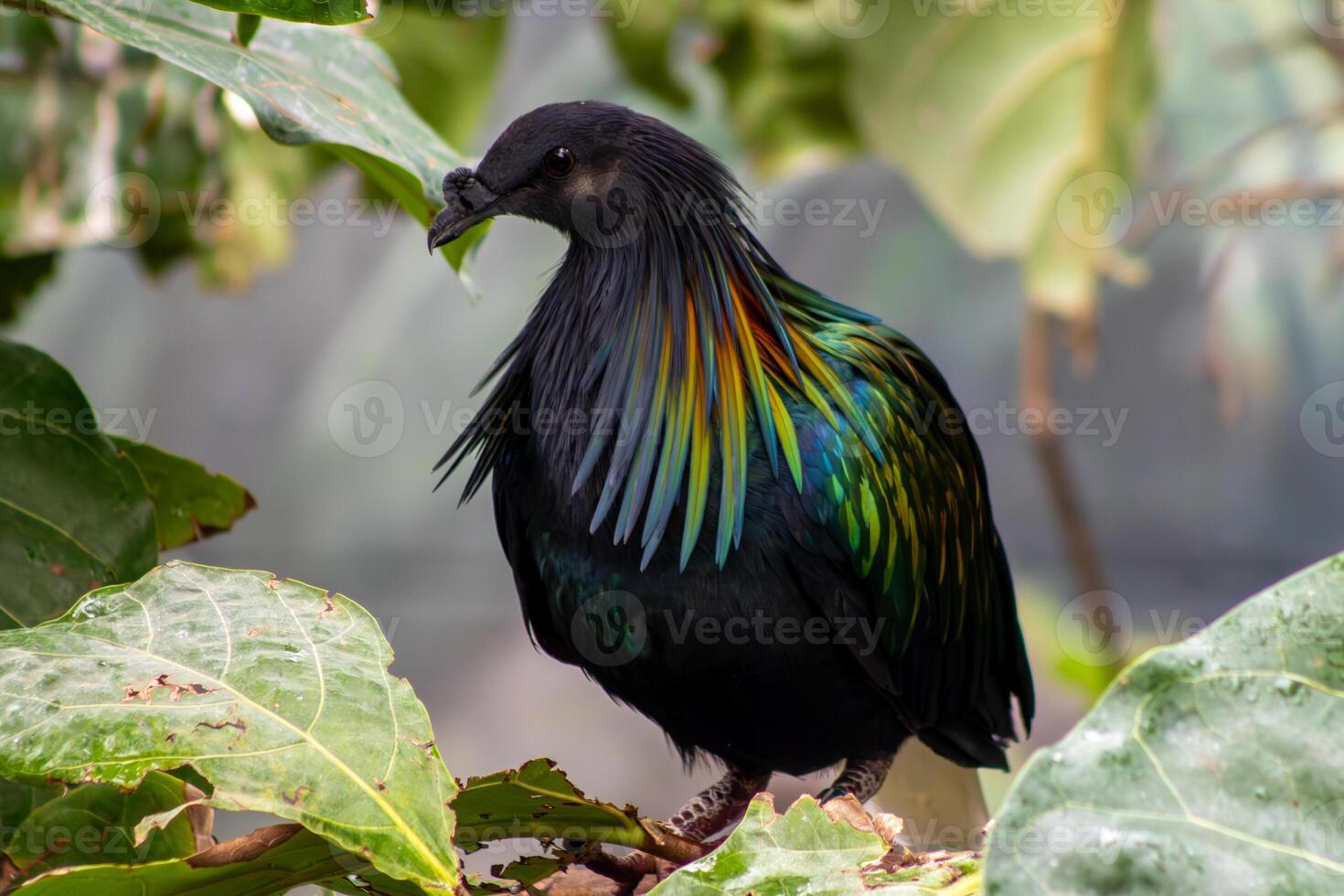 Nicobar Pigeon Perched in Foliage photo