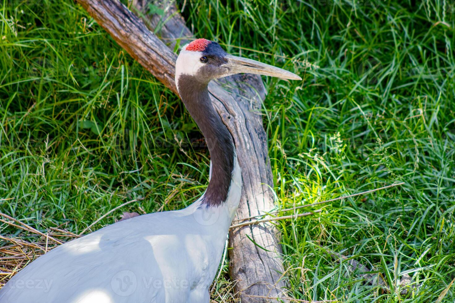 Red-Crowned Crane Portrait photo