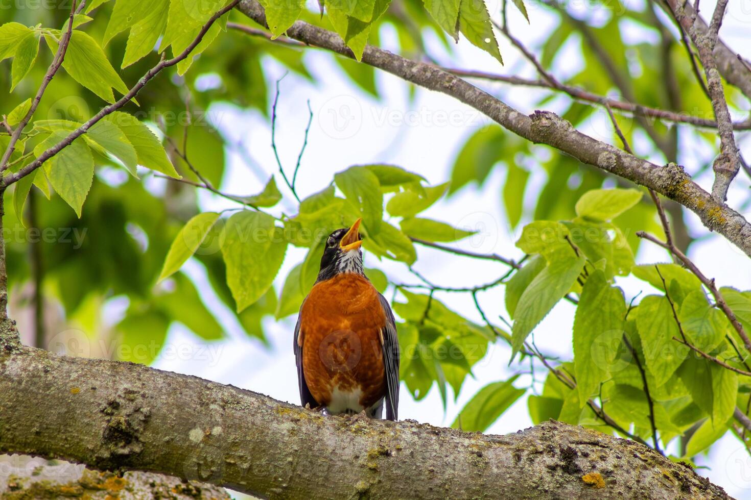 Robin Singing in a Tree photo
