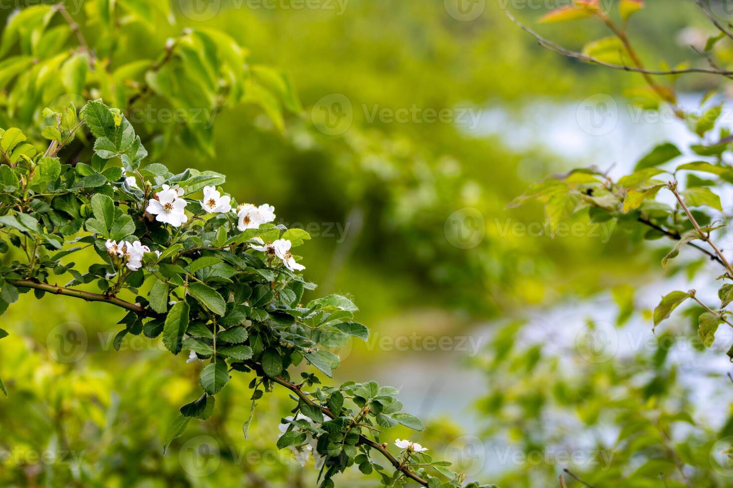 Wild Multiflora Rose Near a Pond photo