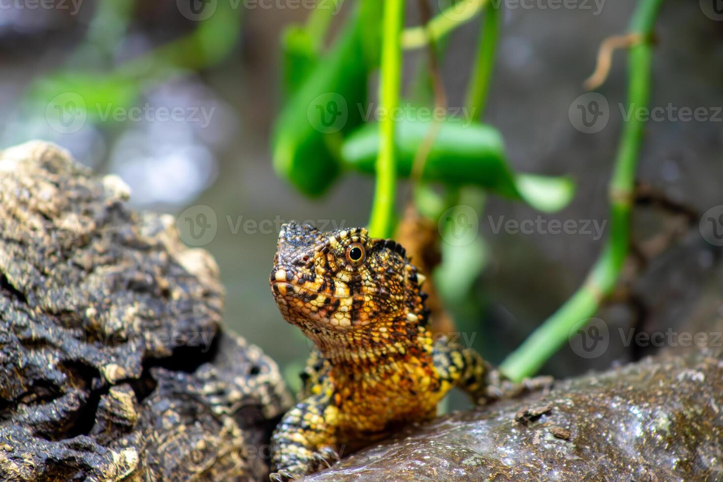 Chinese Crocodile Lizard in Forest Setting photo