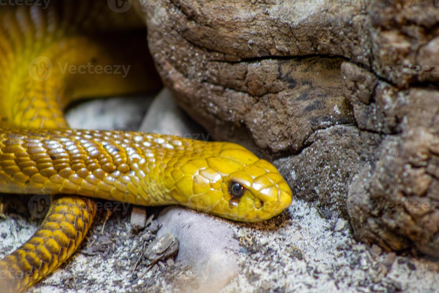 Yellow Cobra on Rocks photo