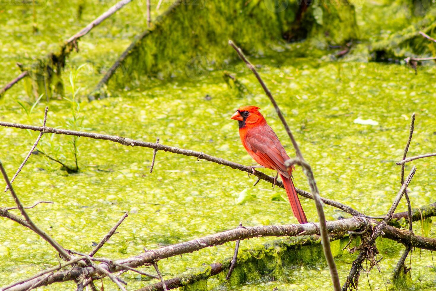 Cardinal On Branch in Swamp photo