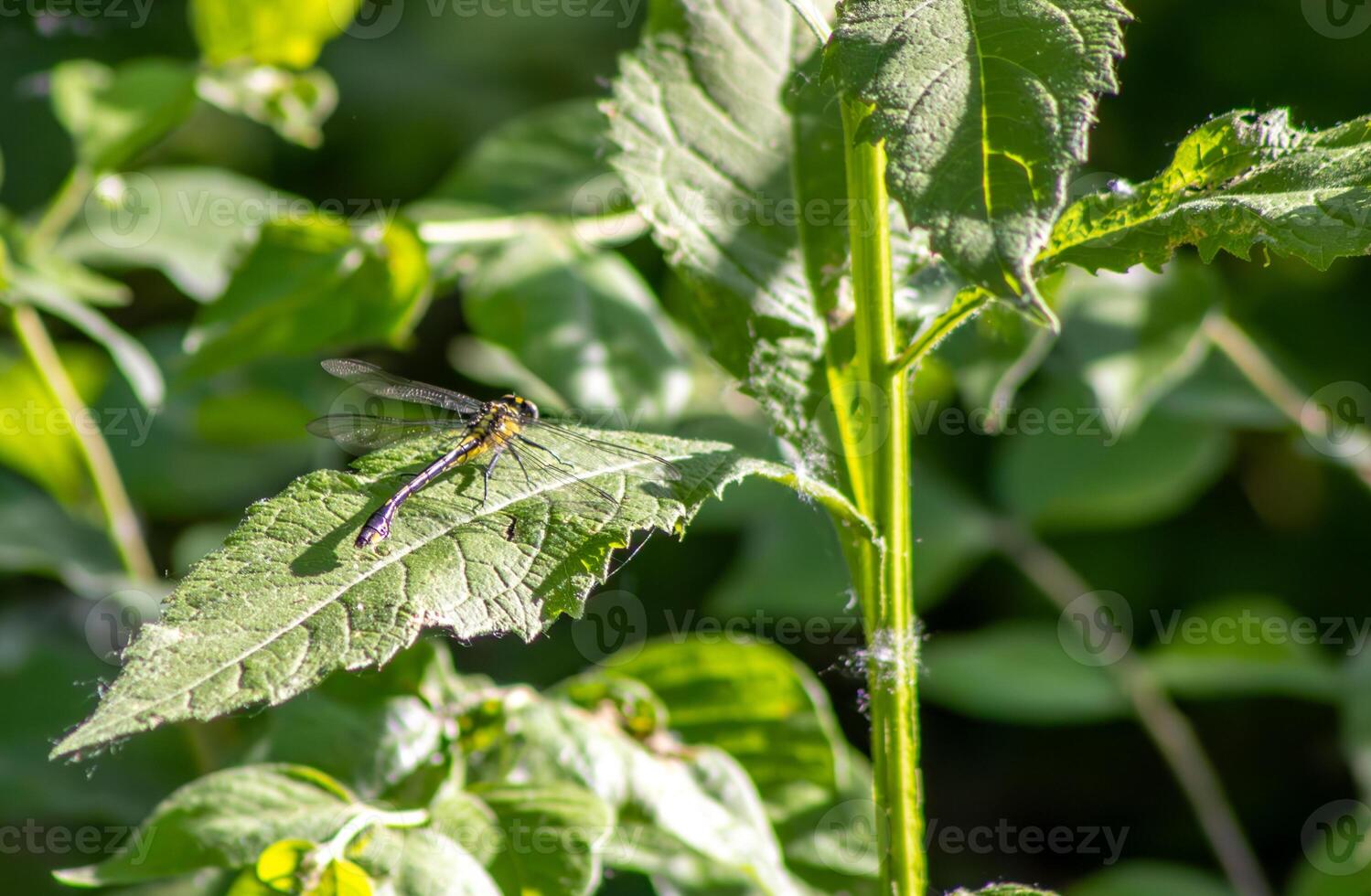 Yellow Dragonfly Sitting on a Leaf photo