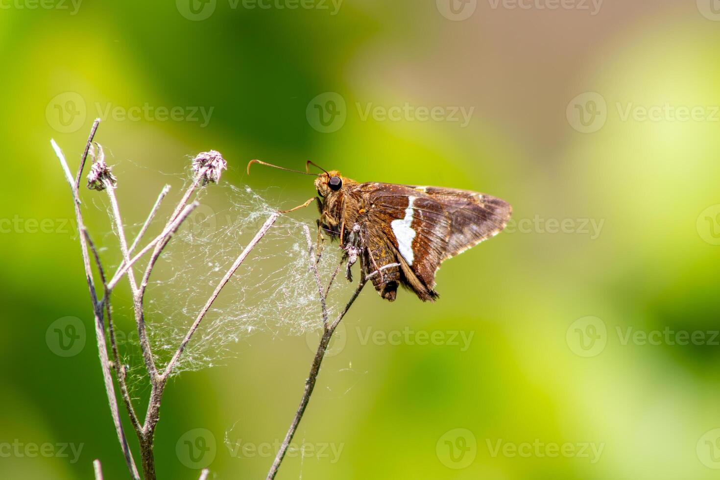 Silver-Spotted Skipper Butterfly photo