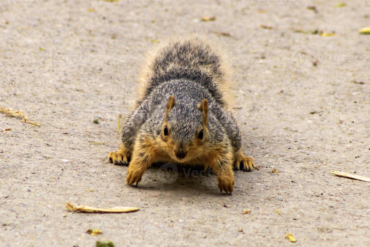 Fox Squirrel Running Towards Camera photo